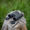 Turistický Bushnell Prime 8x32 Roof 5
